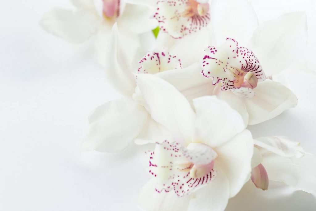 Jak skutecznie odświeżyć sztuczne białe kwiaty?