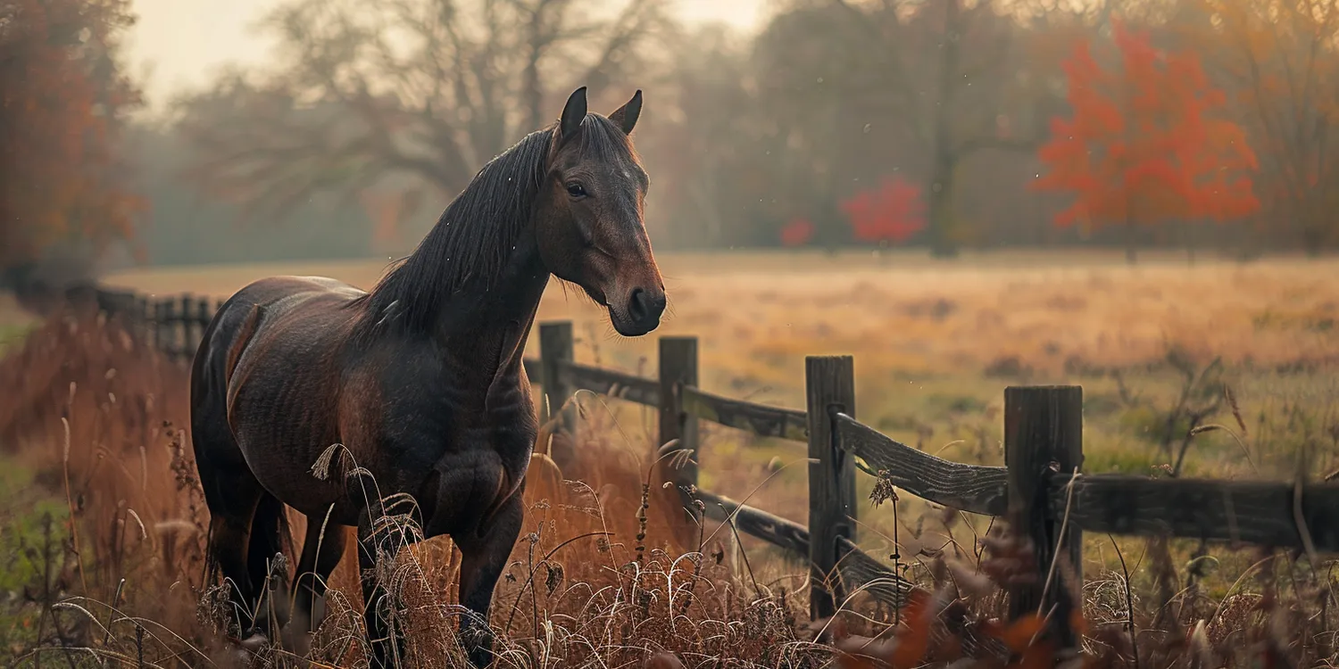 Jak działa krematorium dla zwierząt?